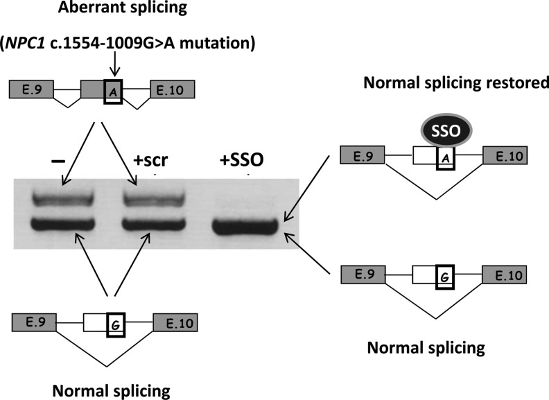 FIG. 2.