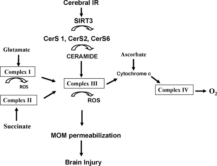 FIGURE 12.