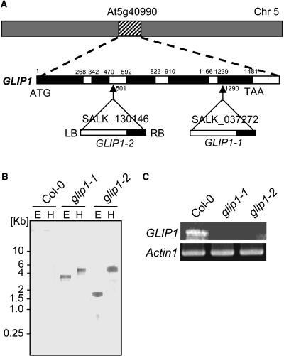 Figure 5.