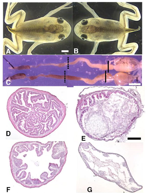 Fig 5