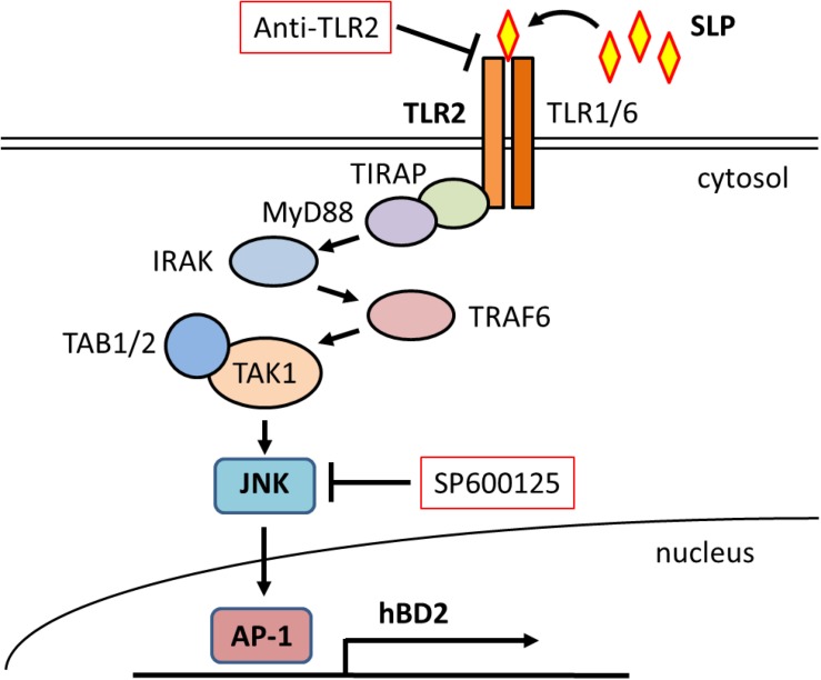 FIGURE 6