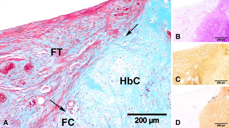 Fig. 7A–D