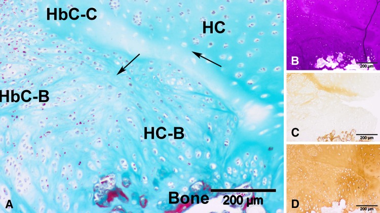 Fig. 9A–D