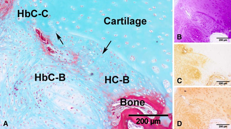 Fig. 8A–D