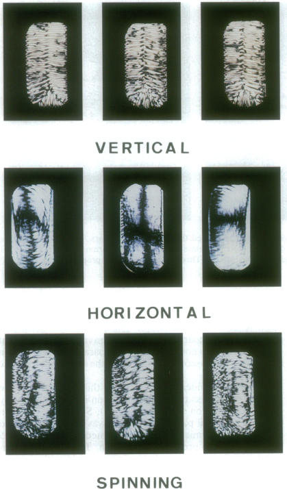 graphic file with name pnas01089-0296-a.jpg