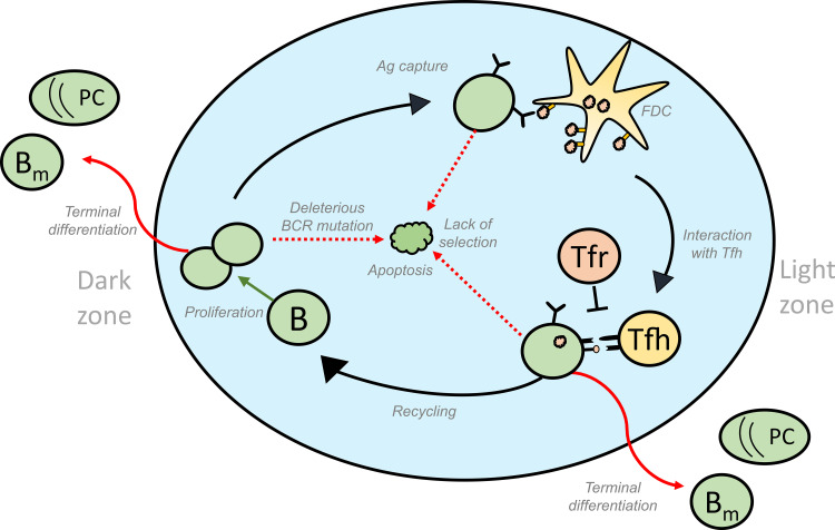 Figure 1