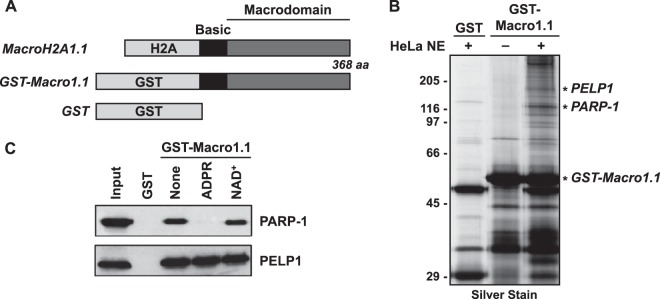 FIG 1