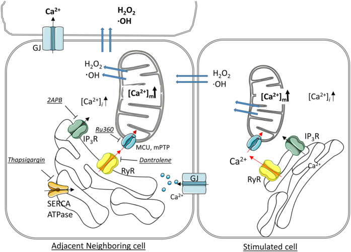 Figure 7