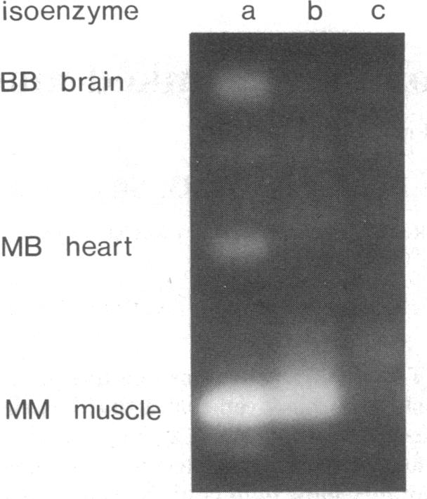 graphic file with name pnas00605-0214-a.jpg