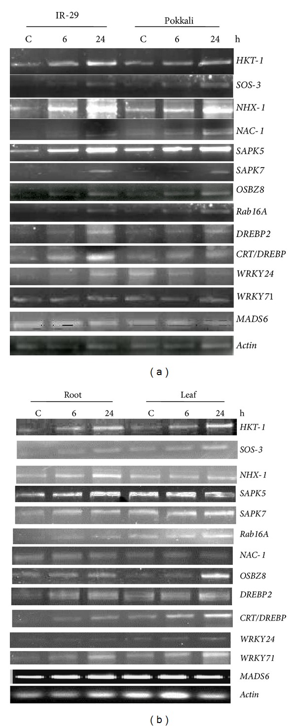 Figure 5