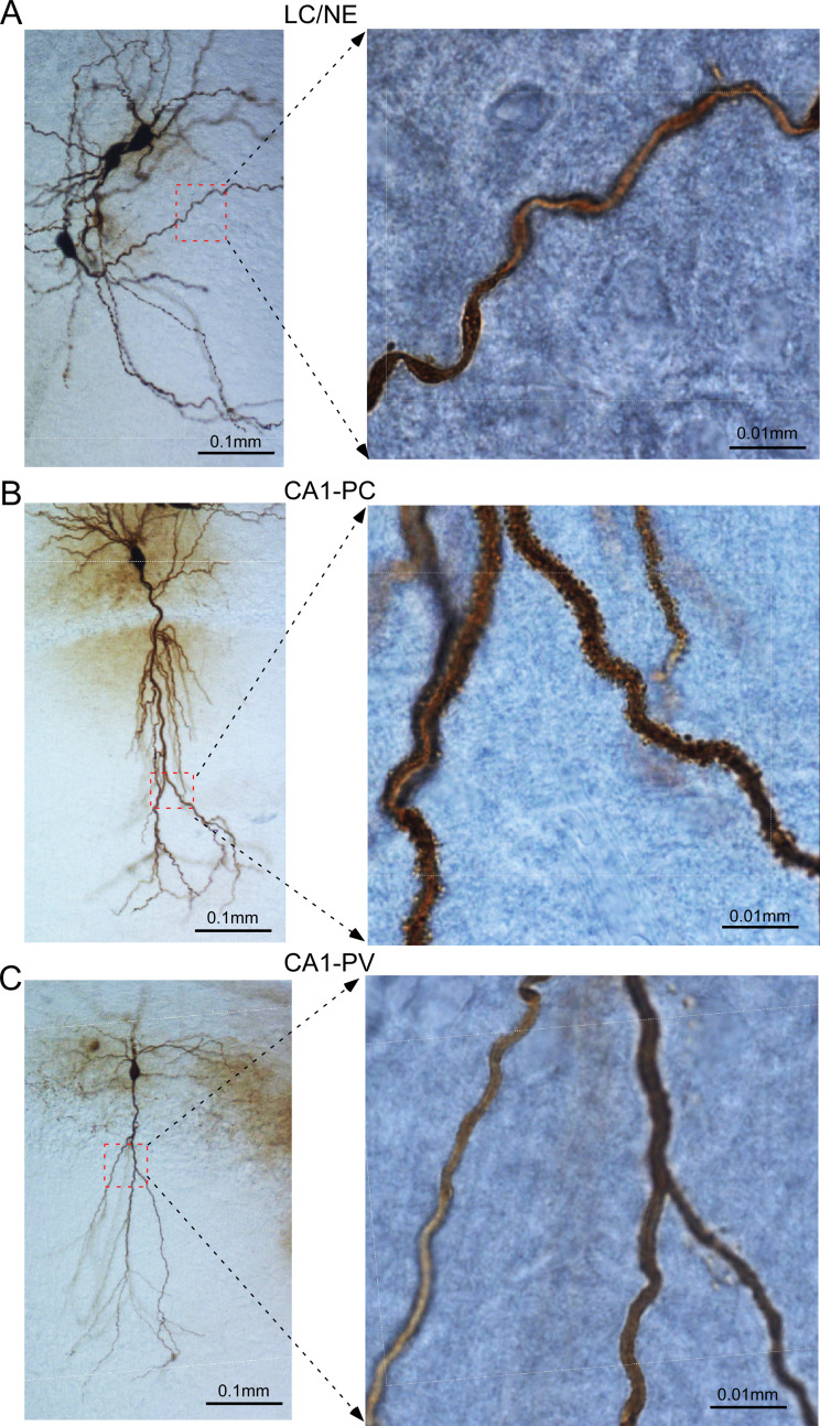 Figure 2—figure supplement 1.