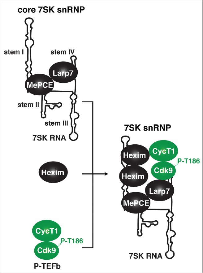 Figure 2.