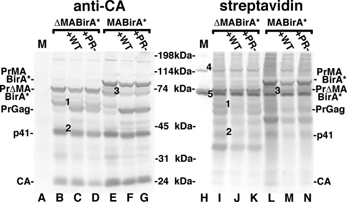 FIG 3