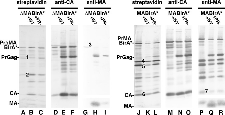 FIG 5