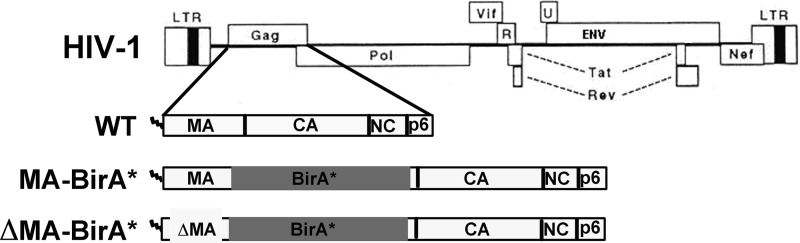 FIG 1