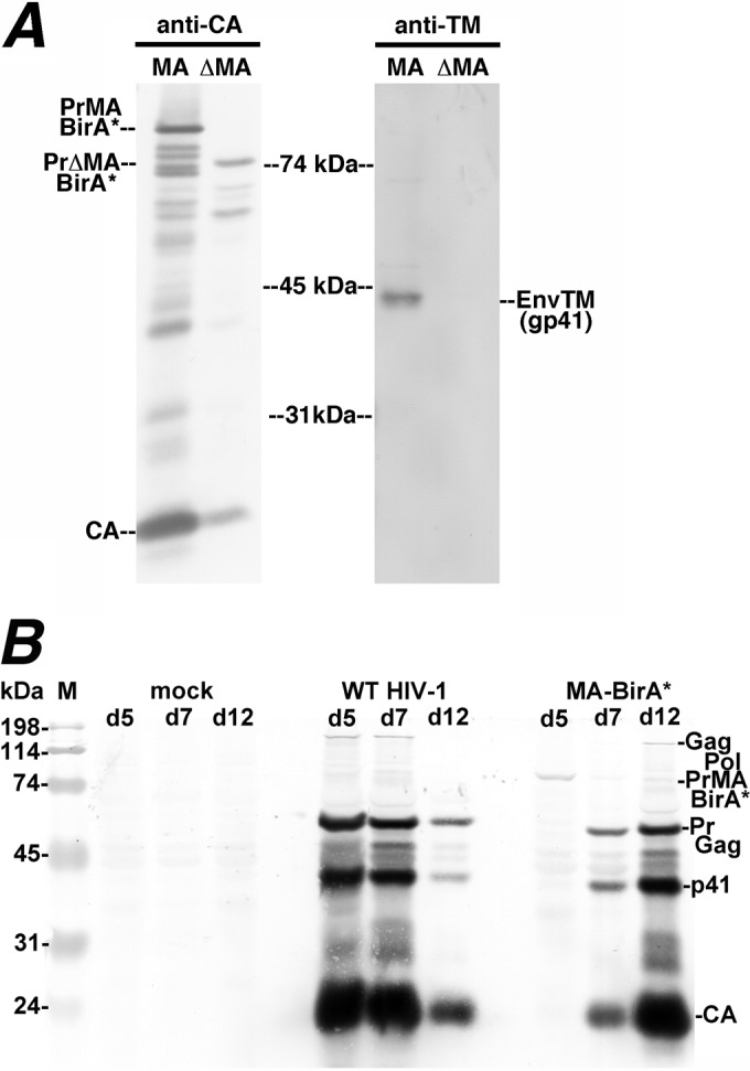 FIG 2