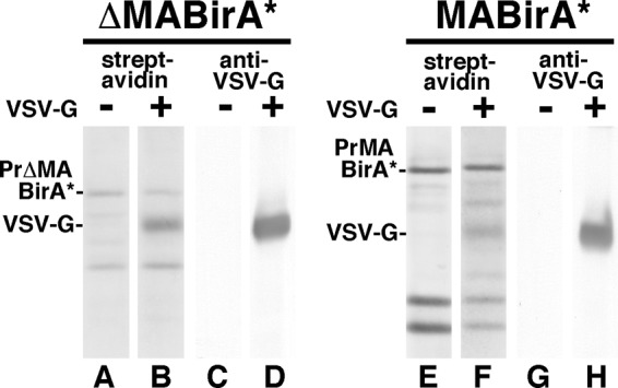 FIG 6