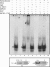 FIG. 9.