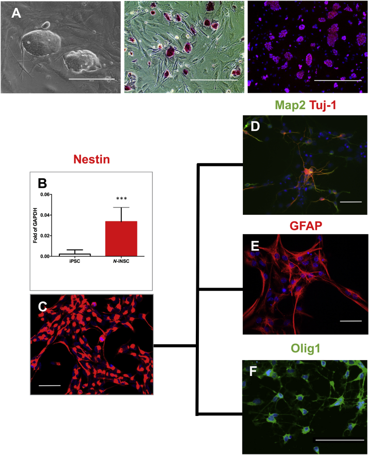 Figure 1