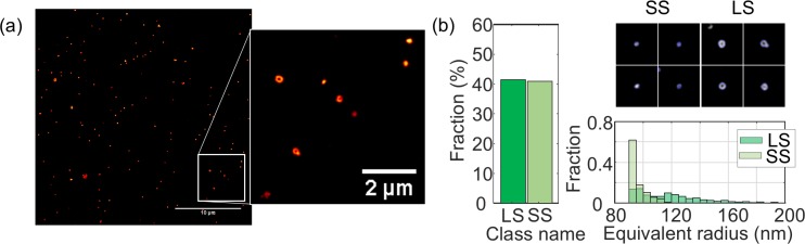 Figure 5—figure supplement 1.