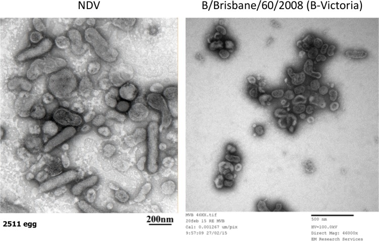 Figure 1—figure supplement 2.