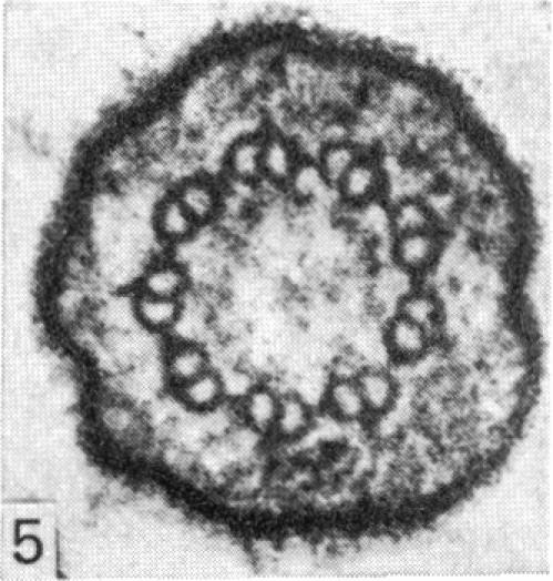 Fig. 5