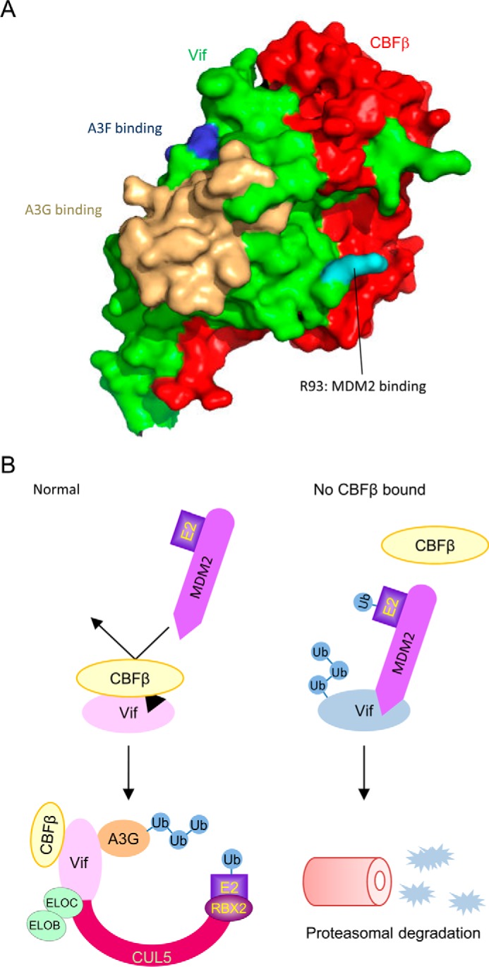 FIGURE 6.