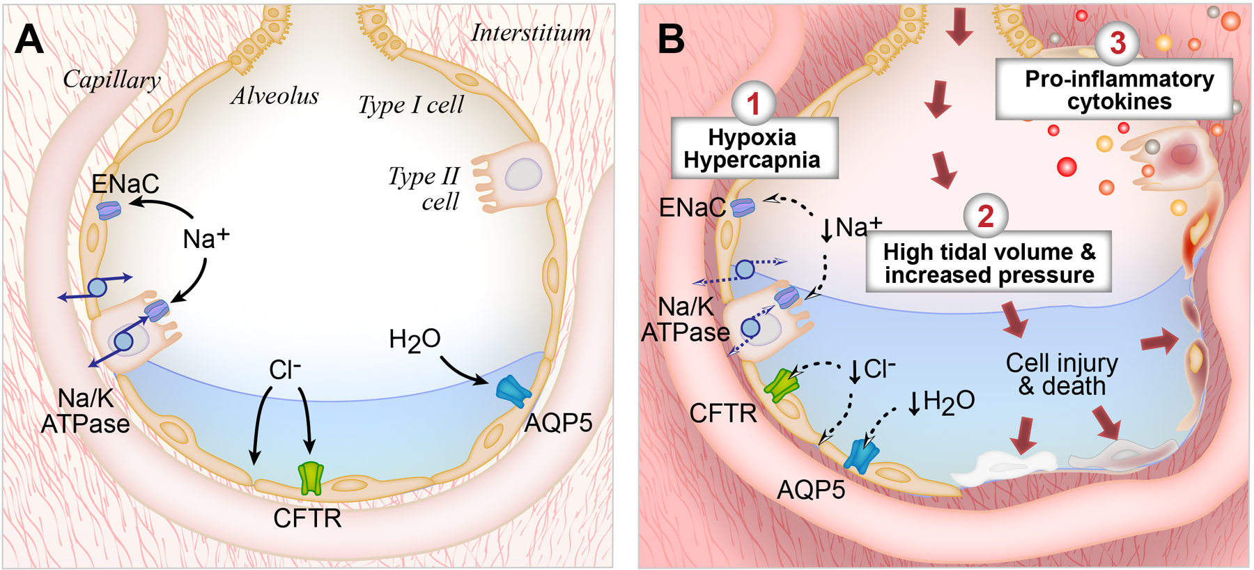 Figure 2: