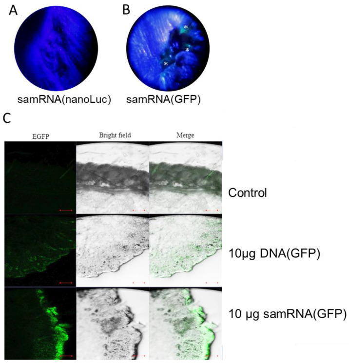 Figure 6