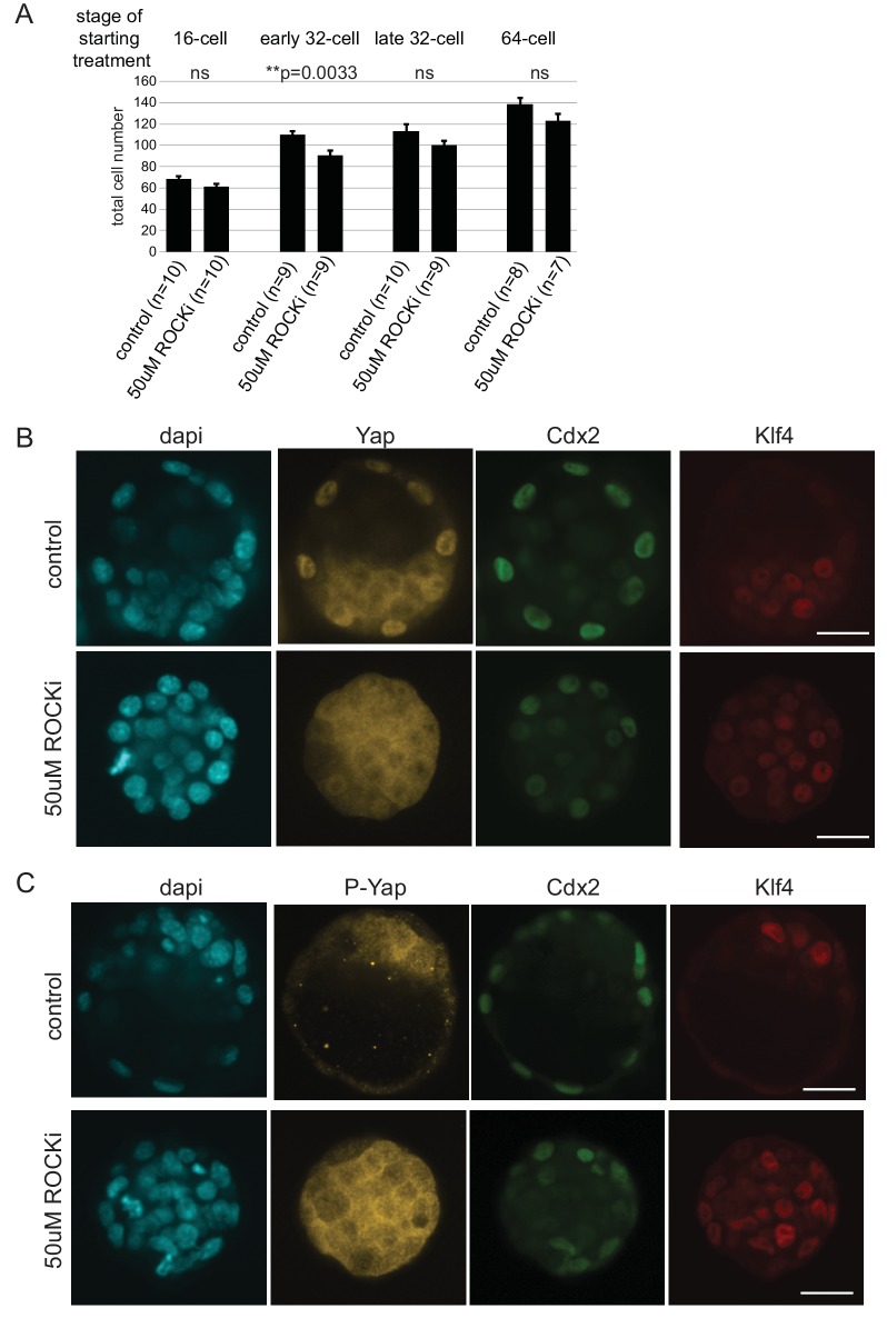 Figure 6—figure supplement 1.