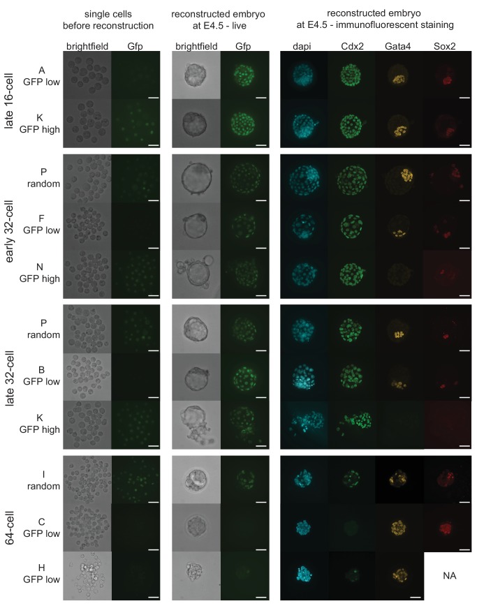 Figure 5—figure supplement 1.