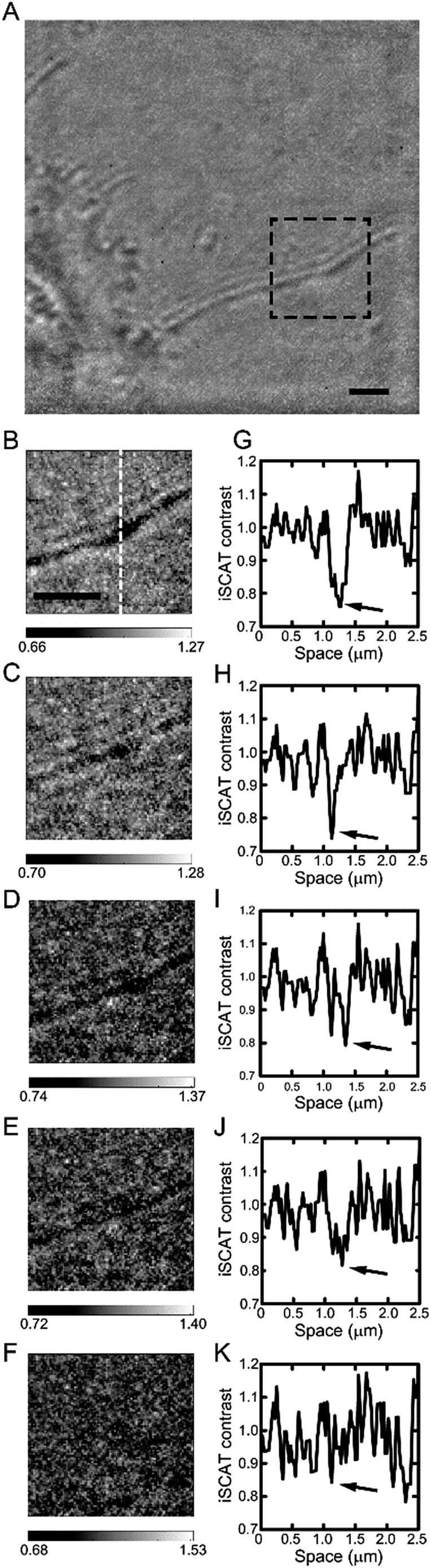 Fig. 7