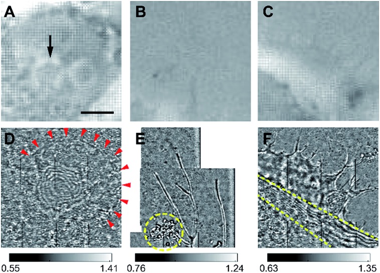 Fig. 6