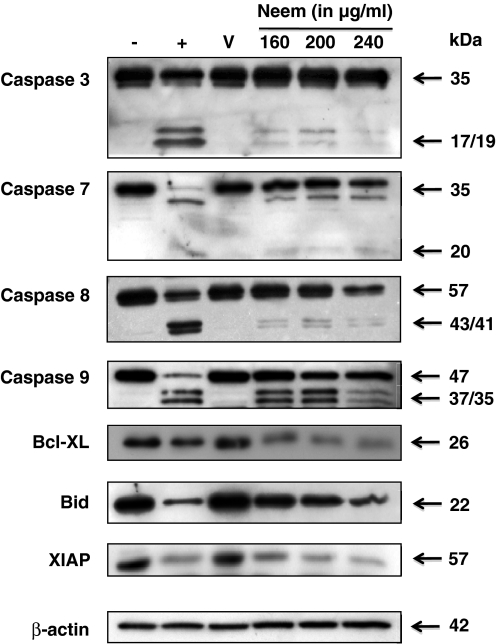 Fig. 12