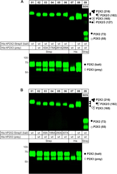 FIGURE 4.