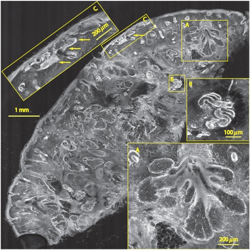 Fig. 5