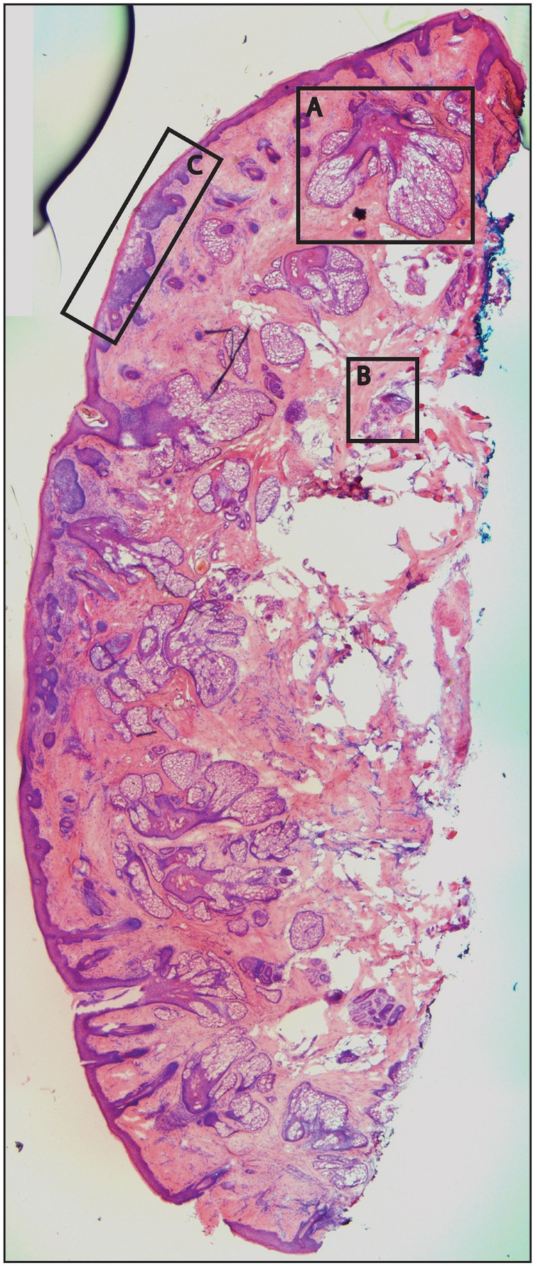 Fig. 6