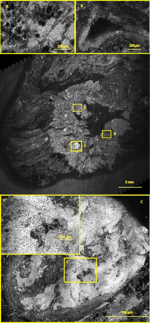 Fig. 9