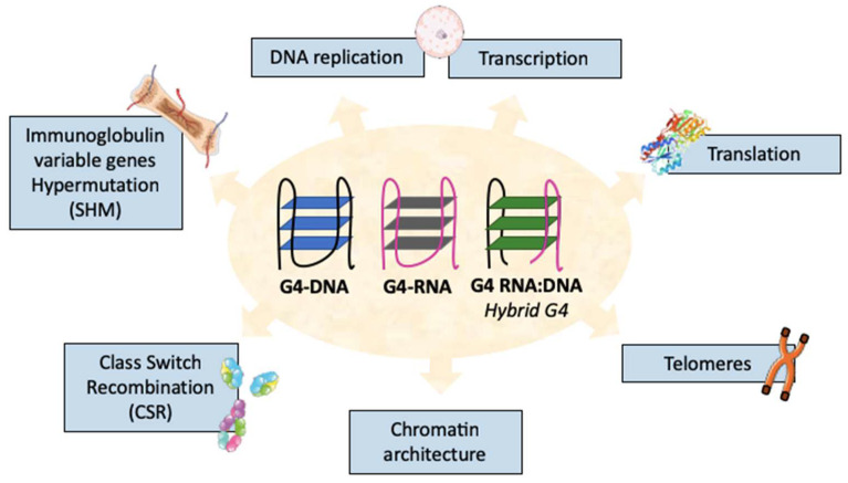 Roles of G4-DNA and G4-RNA in Class Switch Recombination and Additional ...