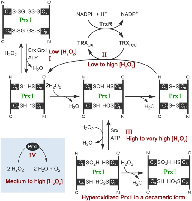 Figure 1.