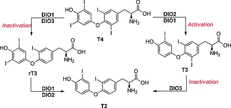 Scheme 4