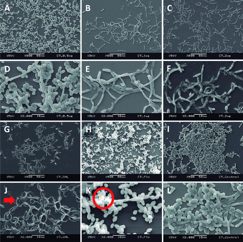 Fig. 6: