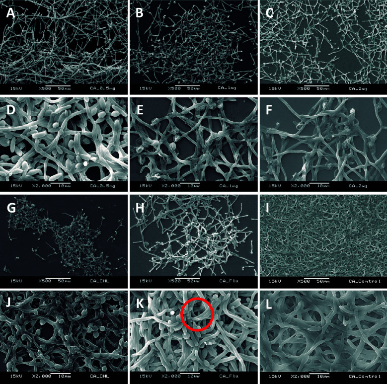 Fig. 5: