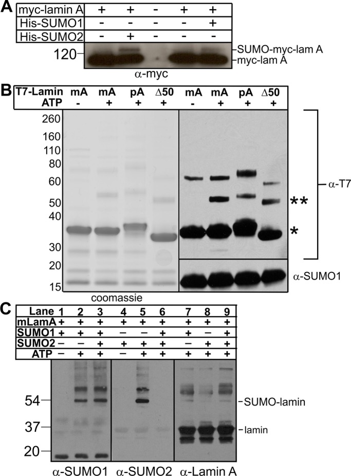 FIGURE 1: