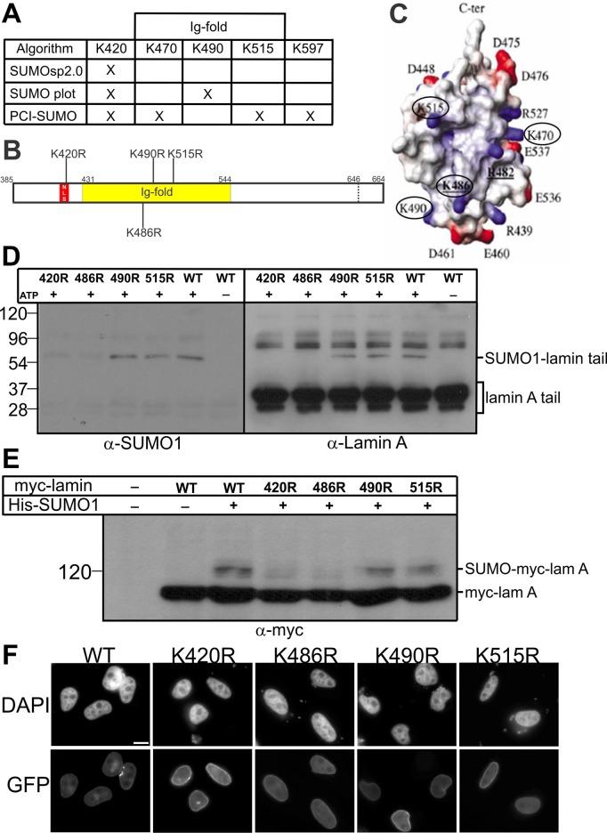 FIGURE 2: