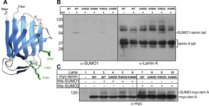 FIGURE 3: