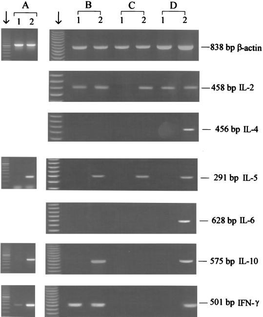 FIG. 2.