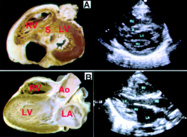 Figure 5  