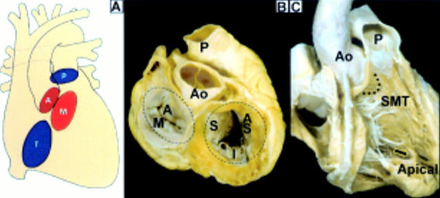 Figure 3  