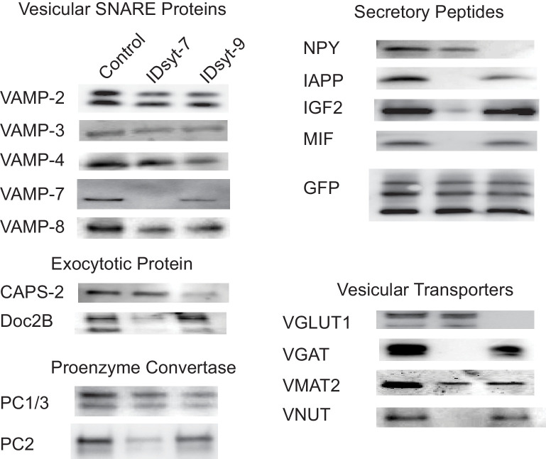 Figure 5—figure supplement 1.